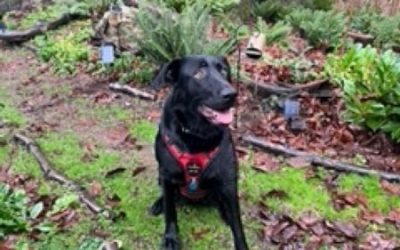 Betsy – Labrador Retreiver