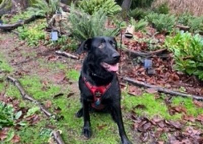 Betsy – Labrador Retreiver