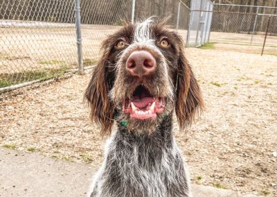 Obi -German Wire Haired Pointer