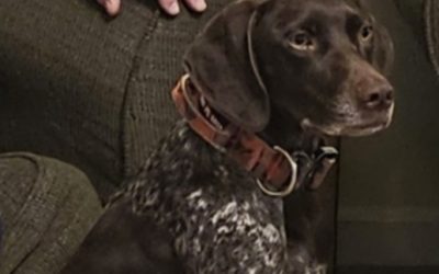 Darla – German Shorthair Pointer