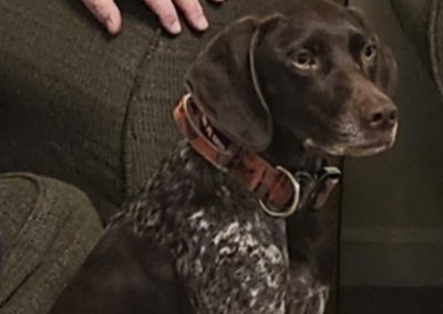 Darla – German Shorthair Pointer