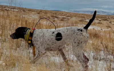 Lily – German Shorthair Pointer