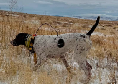 Lily – German Shorthair Pointer