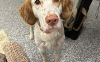 Thatcher – Llewellin  Setter (Adopted)