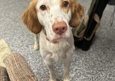 Thatcher – Llewellin  Setter (Adopted)