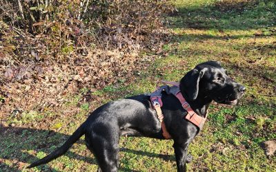 Millie – Labrador/Setter