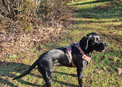 Millie – Labrador/Setter