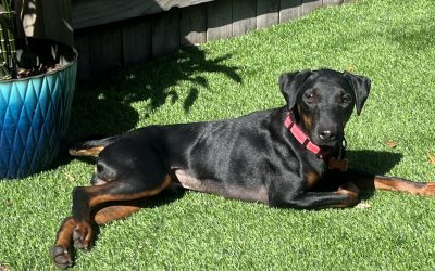 Brugge –  Jagdterrier