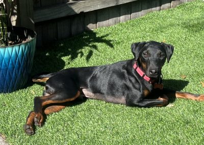 Brugge –  Jagdterrier