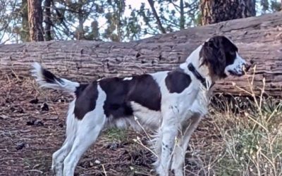 Selous – English Springer Spaniel (Adopted)