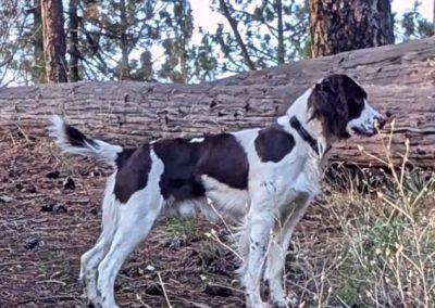 Selous – English Springer Spaniel (Adopted)