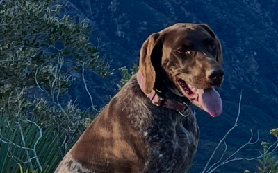 Kahlua – German Shorthair Pointer