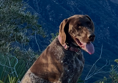 Kahlua – German Shorthair Pointer