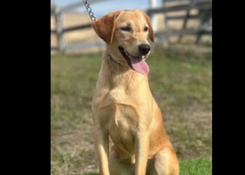 Ginger – Labrador Retriever