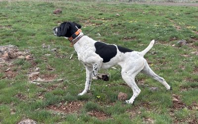 Trigger –  GSP/English Pointer
