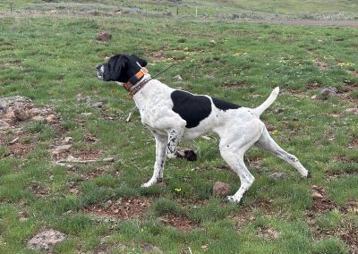 Trigger –  GSP/English Pointer