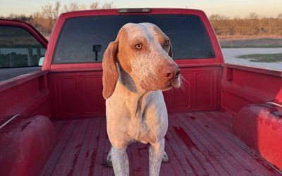 Charlie – Deutsch Kurzhaar