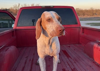 Charlie – Deutsch Kurzhaar