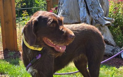 Red – German Wirehair Pointer
