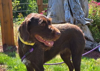 Red – German Wirehair Pointer