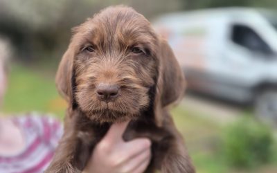 Griffon/Lab Puppy (Adopted)
