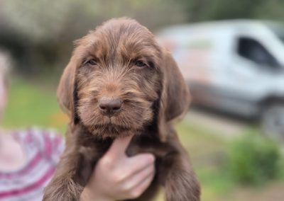 Griffon/Lab Puppy (Adopted)
