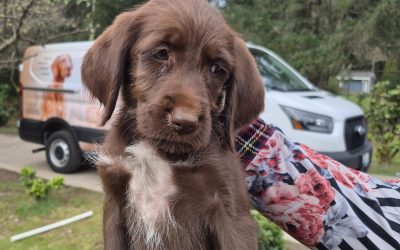 Griffon/Lab Puppy (Adopted)