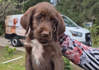Griffon/Lab Puppy (Adopted)