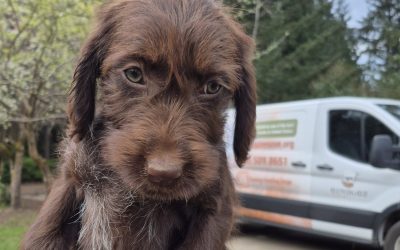 Griffon/Lab Puppy (Adopted)