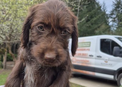 Griffon/Lab Puppy (Adopted)
