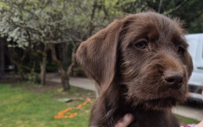 Griffon/Lab Puppy (Adopted)
