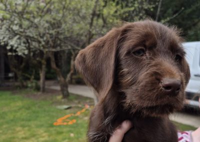 Griffon/Lab Puppy (Adopted)