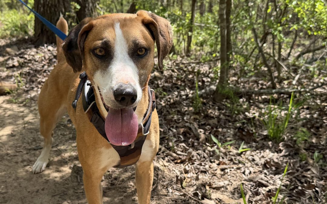 Atlas – American Foxhound