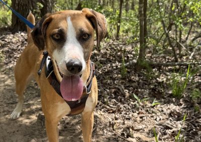 Atlas – American Foxhound