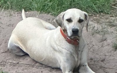 Precious – Pointer/Lab