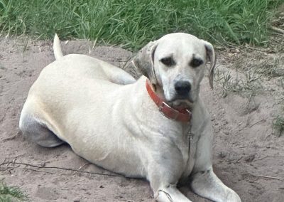 Precious – Pointer/Lab