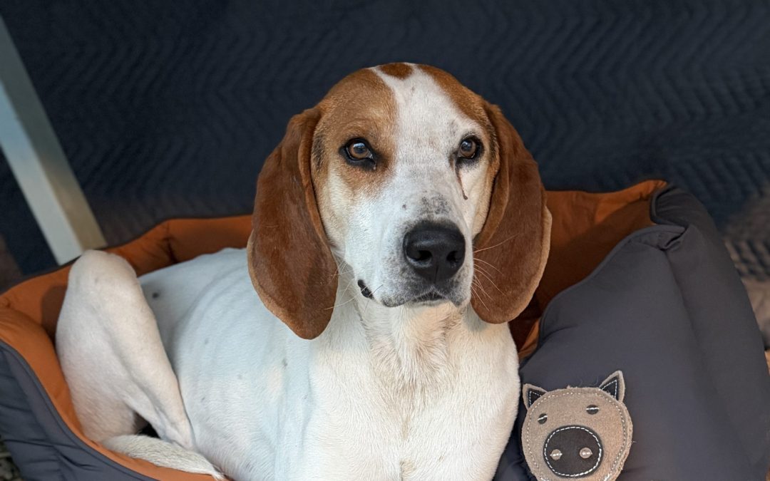 Bodie – Treeing Walker Coonhound