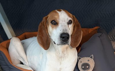 Bodie – Treeing Walker Coonhound