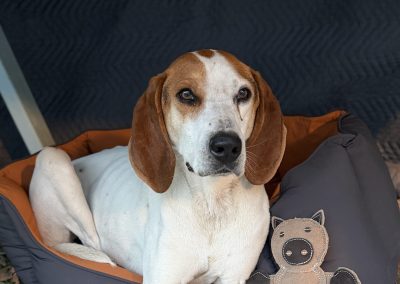 Bodie – Treeing Walker Coonhound