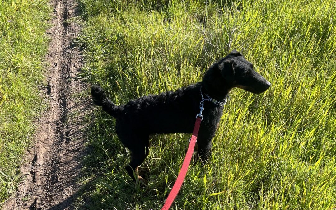 Hans –  Jagdterrier