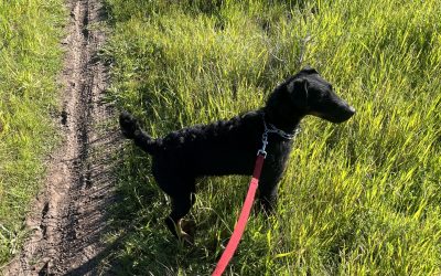 Hans –  Jagdterrier