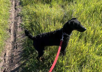Hans –  Jagdterrier