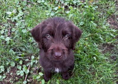 Griffon/Lab Puppy (Adopted)