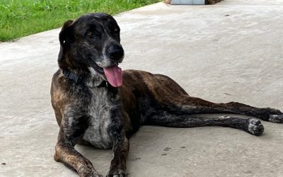 Fossy – Plott Hound Mix