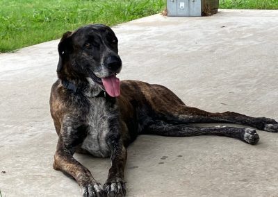 Fossy – Plott Hound Mix