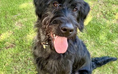 Rocky – GWP (Adopted)