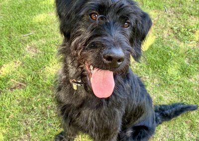 Rocky – GWP