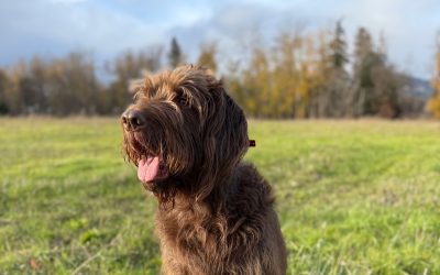 Finnegan – Pudel Pointer