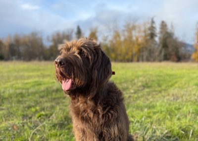 Finnegan – Puedel Pointer
