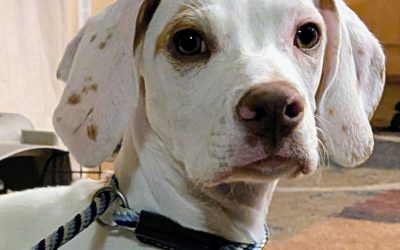 Angel – Pine Hill Elhew English Pointer (Adopted)